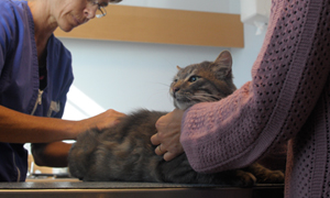 Guide: Så hjälper du din allergiska hund eller katt Guide: Så hjälper du din allergiska hund eller katt